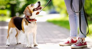 The risks and benefits of pets