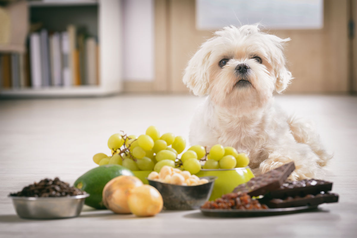 Toxic foods for dogs and cats