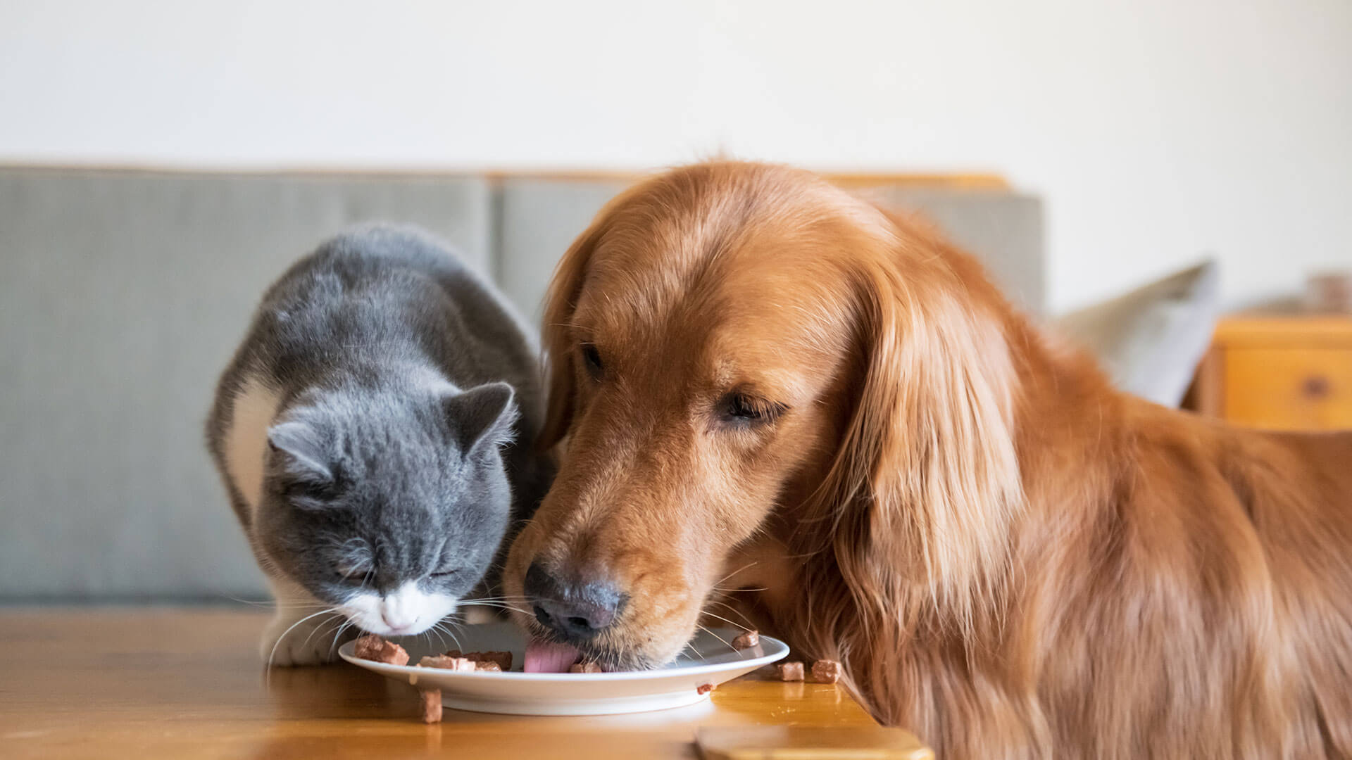 Nutrition of pets