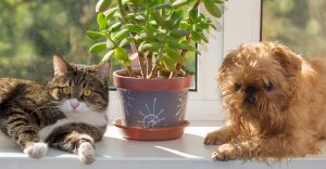 Pet friendly houseplants